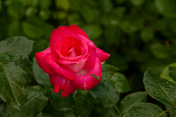 Large bud of scarlet rose against the background of green foliage