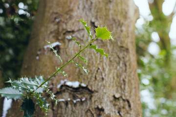 Holly leaves in woodlands