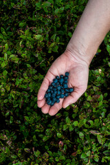 Naklejka na ściany i meble Picking of European Blueberries (Vaccinium myrtillus)