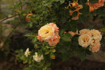 A rose in the garden, delicate peach roses, small orange roses