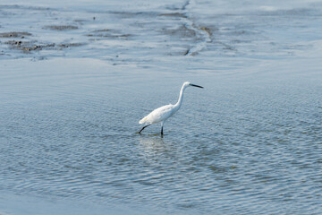 Little Egret on a pond in an early autumn morning near Zikhron Ya'akov, Israel.	