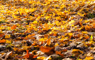 maple foliage in autumn leaf fall