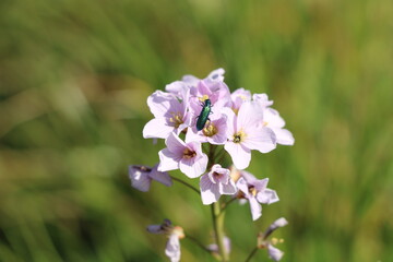Cuckoo flower / Mayflower (Cardamine pratensis, Wiesen-Schaumkraut)