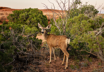Naklejka na ściany i meble Close up of deer in desert bushes trees in Arches national park in Utah, America