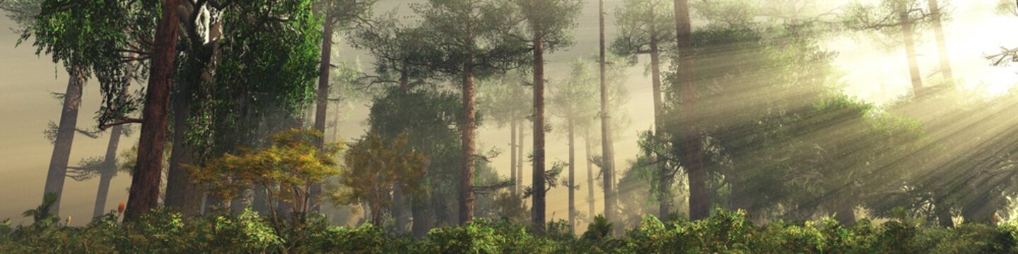 Forest in the morning in the rays of the sun, pine trees in the fog, morning park in the haze, rays through the branches