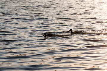 white Swan floating on the lake
