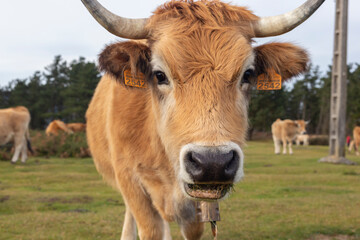 A cow in the nature, looking to the camera