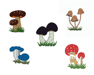 A set of illustrations of mushrooms isolated on a white background. Pixie Caps, Amanita Muscaria, Black Amanita, Oyster Blue Slocking, King Bolete. Vector EPS10.