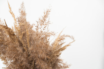 dried flowers on a white background