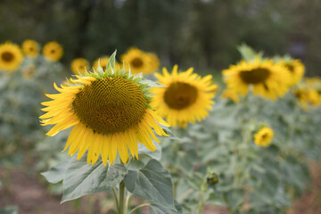 Field of sunflowers in summer
