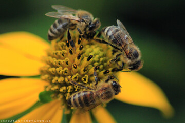 Bienen an einer Blume in der Natur
