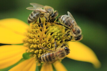 Bienen an einer Blume in der Natur