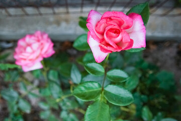 Rose flowers on the nature background