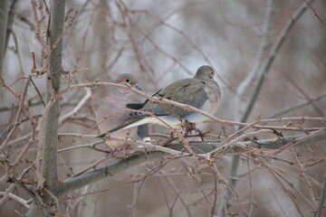 Mourning dove
