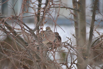 Mourning dove