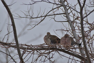 Mourning dove