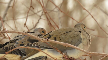 Mourning dove