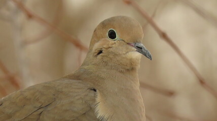 Mourning dove