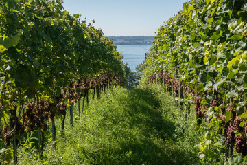 Fototapeta na wymiar Winery and grape vine in vineyard on Lake Bodensee Obersee in Southern Germany.