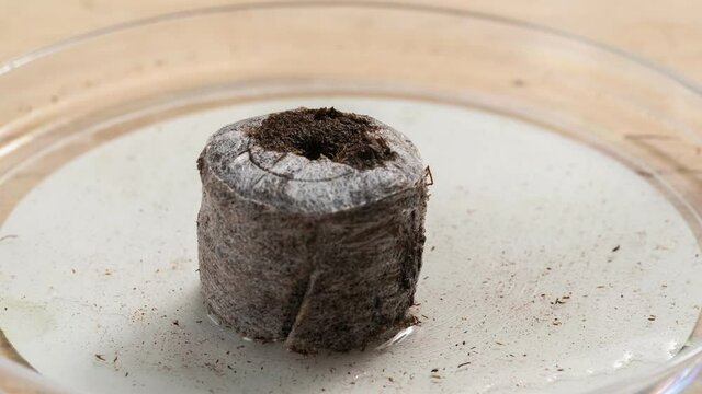 Time lapse: the peat tablet grows, close-up. time-accelerated growth of a peat capsule for planting plant seeds. the process of swelling and expansion of peat. interval shooting