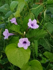 pink flowers in the garden