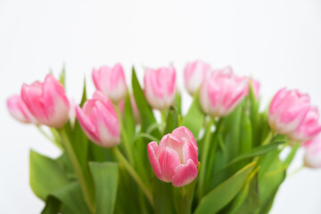 Fototapeta premium pink tulips on white background