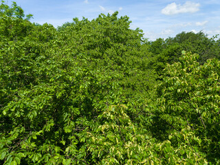 The canopy seen from the Canopy Walk, the Thuringian Forest Nature Park, part of the UNESCO World Heritage Site. Primeval Beech Forests of the Carpathians and the Ancient Beech Forests of Germany.