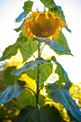 big weeping sunflower