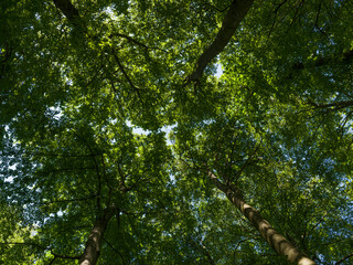Fototapeta premium The canopy in the Thuringian Forest Nature Park, part of the UNESCO World Heritage Site. Primeval Beech Forests of the Carpathians and the Ancient Beech Forests of Germany.