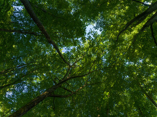 The canopy in the Thuringian Forest Nature Park, part of the UNESCO World Heritage Site. Primeval Beech Forests of the Carpathians and the Ancient Beech Forests of Germany.