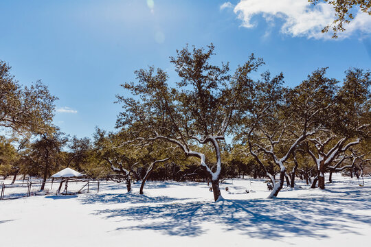Snow Day in the Texas Hill Country