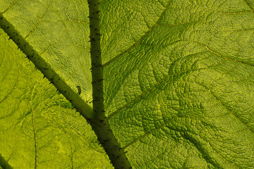 Gunnera manicata, Mammutblatt, Riesen-Rhabarber