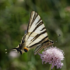 Iphiclides podalirius, Scarce swallowtail, Sail swallowtail, Pear-tree swallowtail