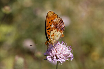 Brenthis daphne, Marbled Fritillary