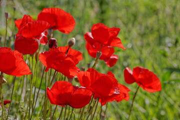 Papaver rhoeas, Corn Poppy, Corn Rose, Field Poppy, Flanders Poppy, Red Poppy, Red Weed, Coquelicot