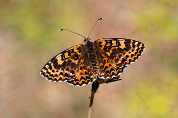 Melitaea didyma, Spotted Fritillary or Red-band Fritillary