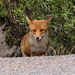 Red Fox (Vulpes vulpes) in the mountains of Corsica, France