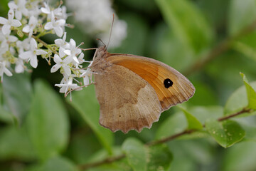 Maniola jurtina, Meadow Brown butterfly (female)