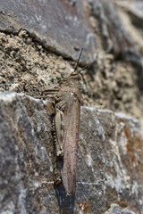 Anacridium aegypticum, Egyptian Locust, Egyptian Grasshopper