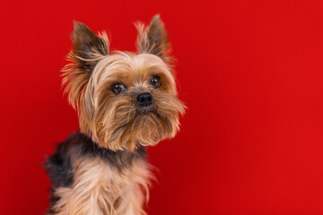 A Yorkshire Terrier dog sits on a red background