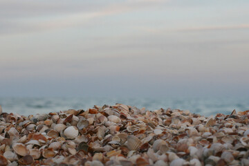 Fototapeta na wymiar Mixed colorful sea shells on a sea shore as background