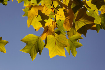 Liriodendron tulipifera