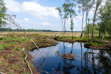 Moor landscape in Lueneburg Heath with cottongrass, tussock cottongrass or sheathed cottongrass, birch trees