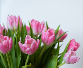 pink tulips on white background
