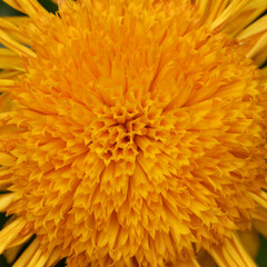 Calendula officinalis, Pot Marigold, Ruddles, Common marigold, English marigold