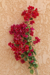 Paper Flower Bougainvillea Glabra , Lesser Bougainvillea From Corsica, France, Europe