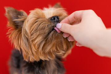 A Yorkshire Terrier dog on a red background eats a treat