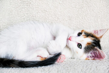 cute tricolor kitten lies on the bedspread in the bedroom and rests, relaxes. Adorable pets, veterinary medicine. Pet care