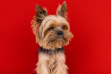 A Yorkshire Terrier dog sits on a red background