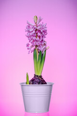 Blooming pink Hyacinths in a flower pot on a pink background